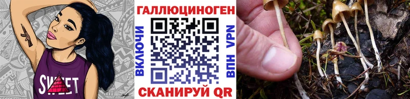сколько стоит Краснодар Галлюциногенные грибы Psilocybe